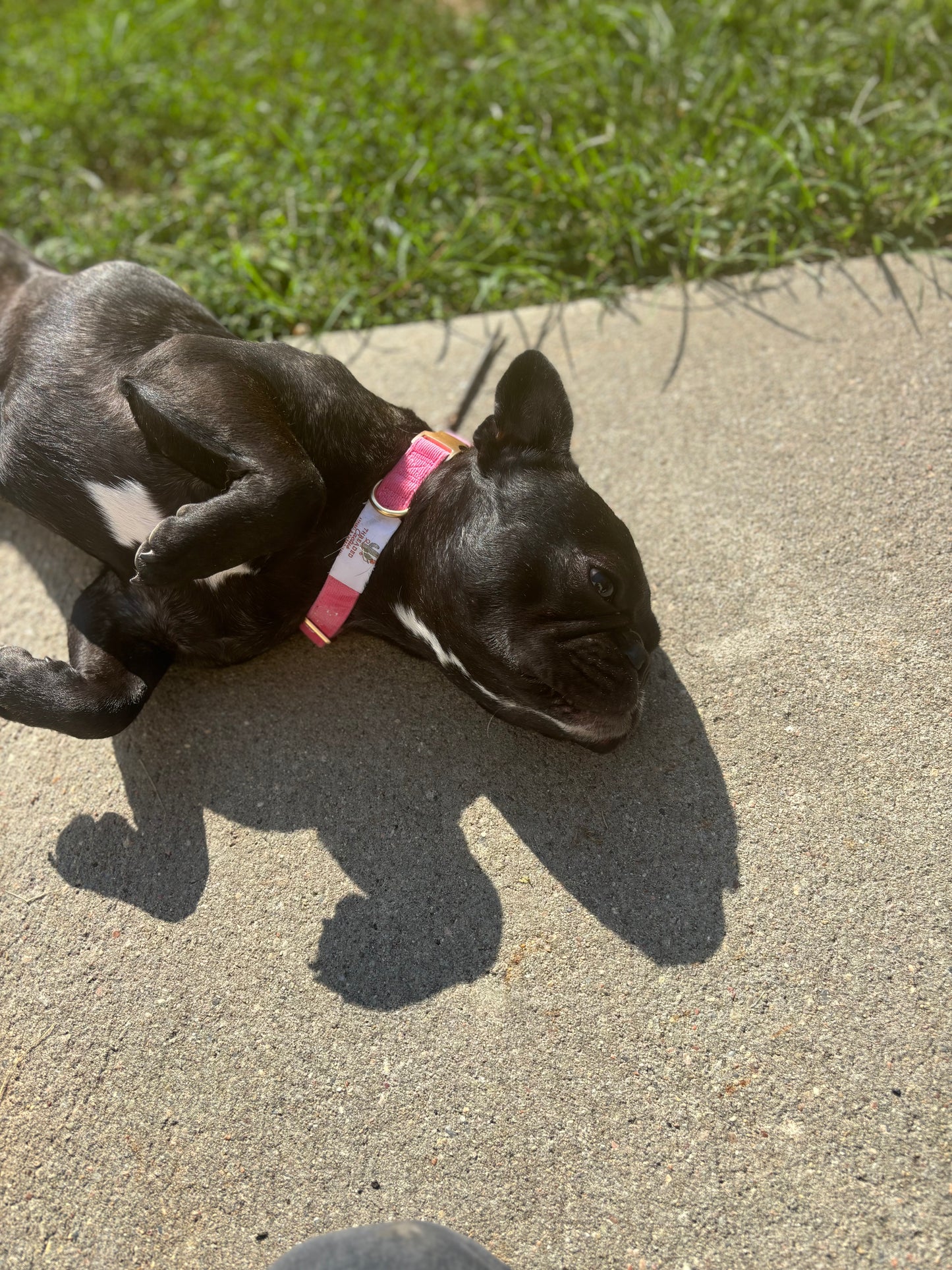Embroidered Dog Collar