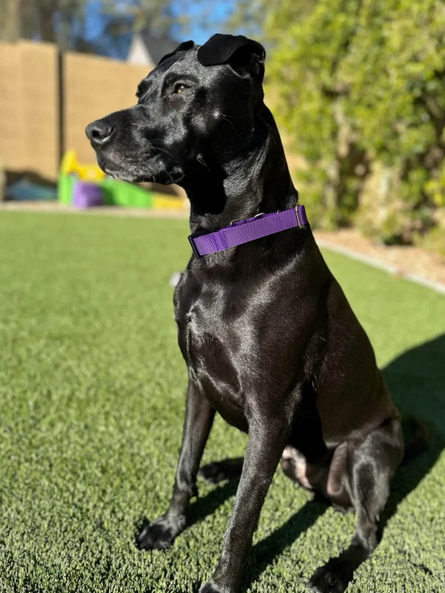 Embroidered Martingale Dog Collar