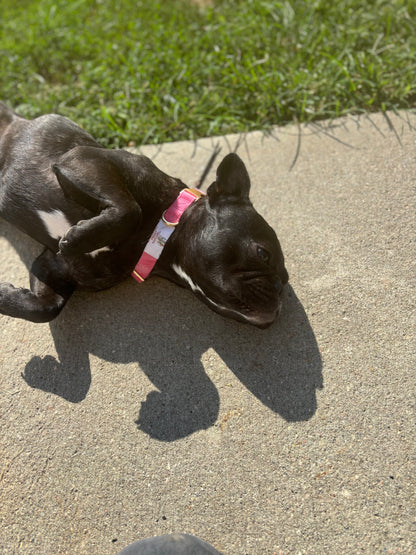 Embroidered Dog Collar