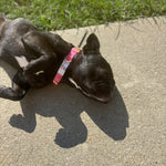 Embroidered Dog Collar