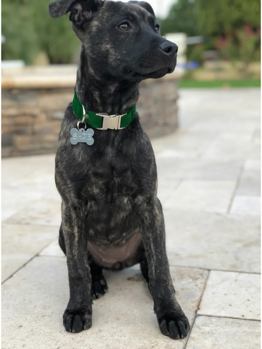 Embroidered Dog Collar