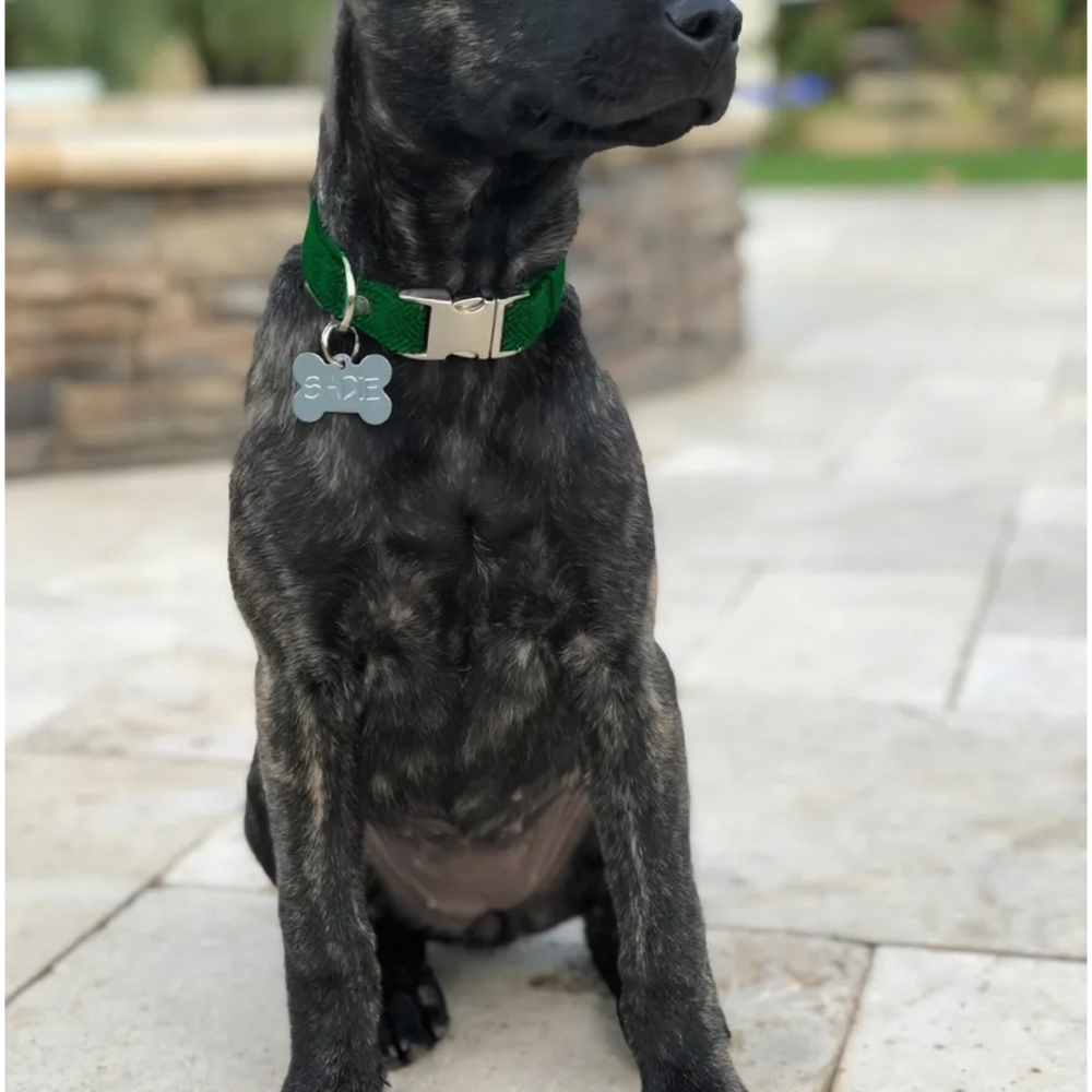 Embroidered Dog Collar