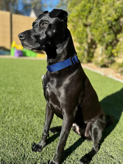 Embroidered Martingale Dog Collar