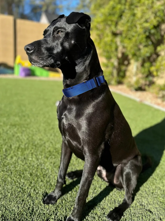 Embroidered Martingale Dog Collar