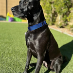 Embroidered Martingale Dog Collar